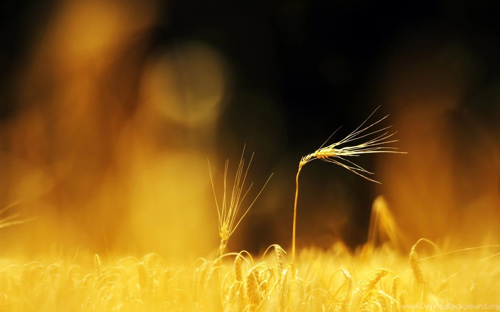 Blur Wallpapers HD Desktop Backgrounds Download • IPhones Wallpapers