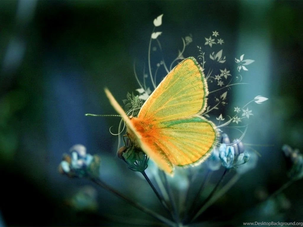 1024x768px Butterfly Images For Wallpapers