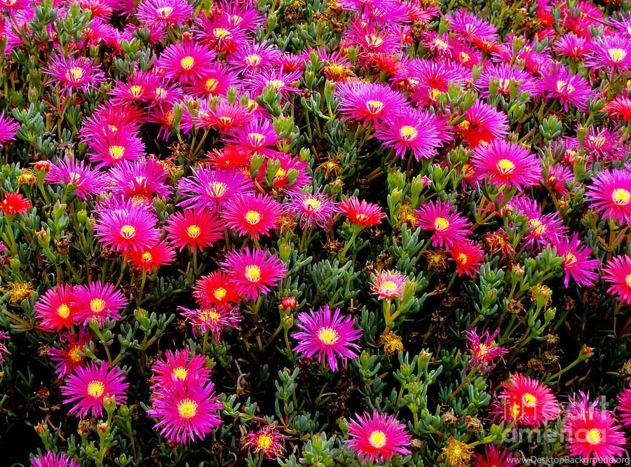 Flowers For Wallpapers Photograph By Al Bourassa