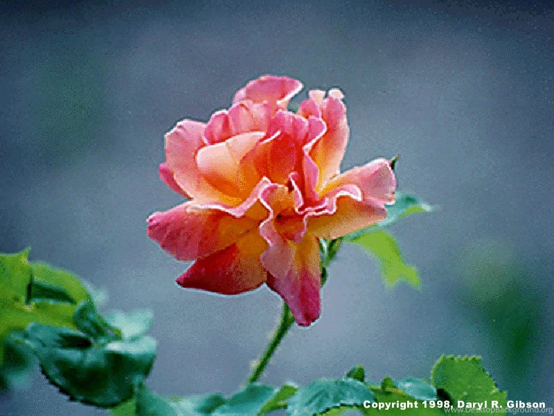 Flower Pictures Lola's Garden