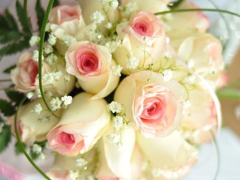 White Roses HD Wallpapers Free Desktop Backgrounds And Wallpapers