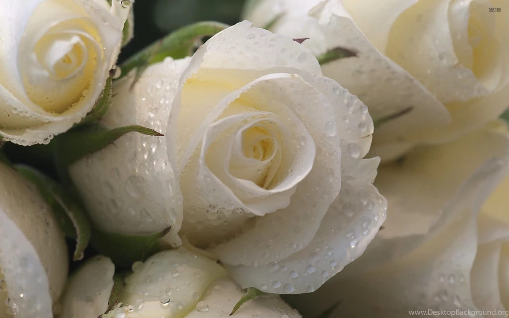 Water drops protecting the white roses 50917 2560x1600.jpg