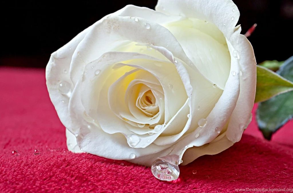 Rose Hd Wallpapers Page 0