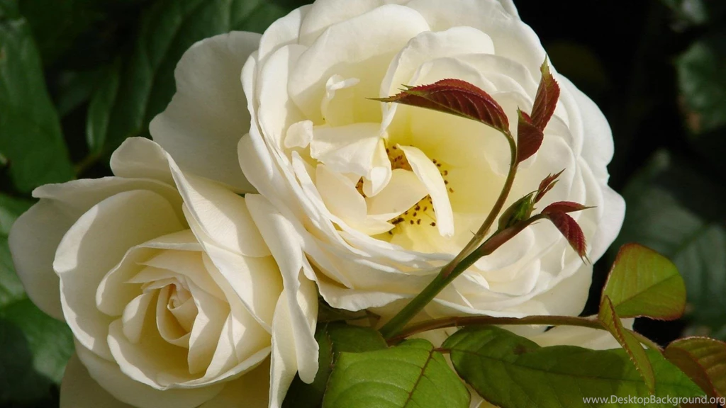 Garden White Roses Bloomed Wallpapers And Images Wallpapers