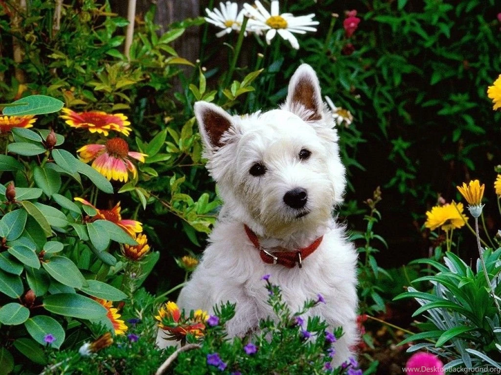 West Highland Terrier Review And Wallpapers, New Dog Funny Pet ...