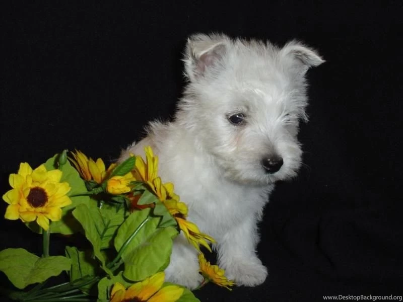 West Highland White Terriers PC Wallpapers Wallpapers