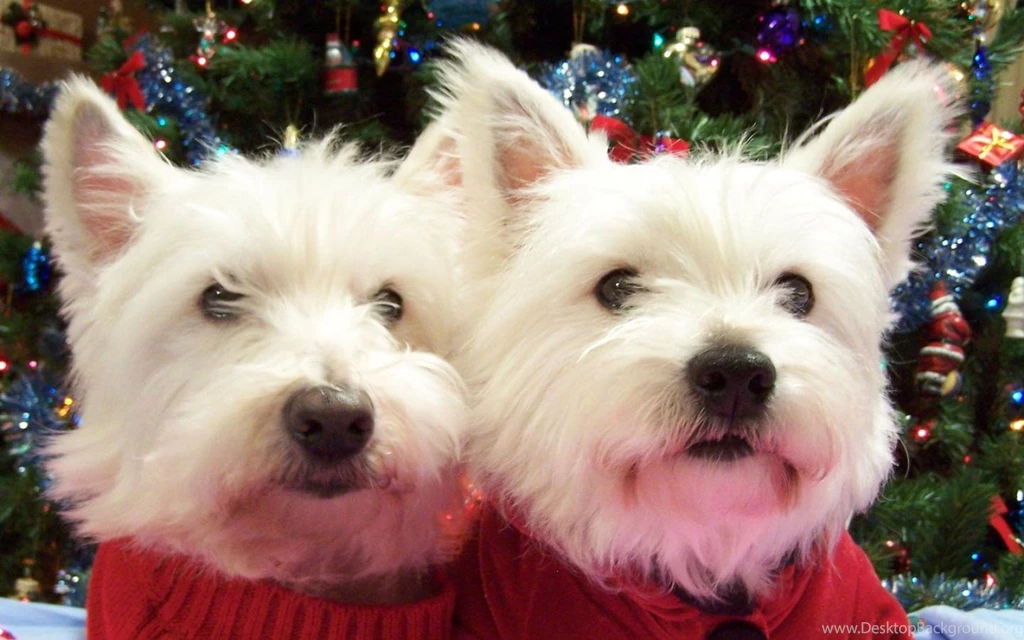 Two West Highland White Terrier Dogs Photo And Wallpapers ...