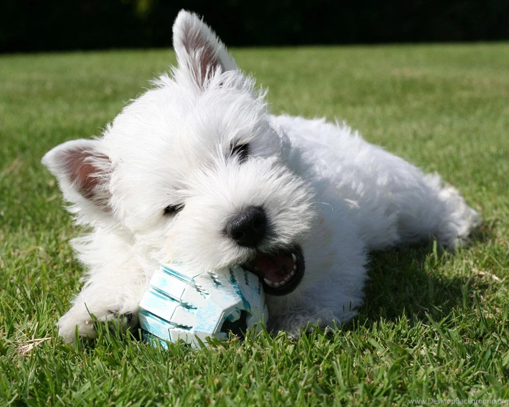 West Highland White Terrier With Ball Photo And Wallpapers ...