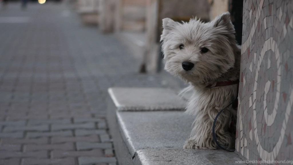West Highland White Terrier Dog   Wallpaper.