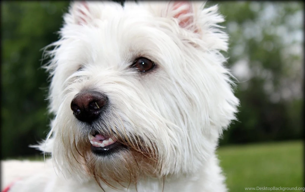 West Highland White Terrier Dog Face Photo And Wallpapers ...