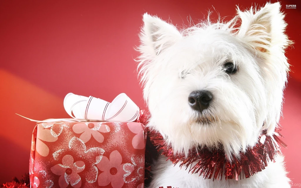 West Highland White Terrier Wallpapers   Animal Wallpapers