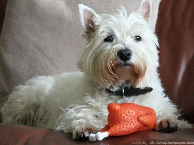 Westie Puppy Photographs