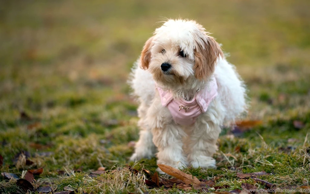 West Highland White Terrier Wallpapers   681792