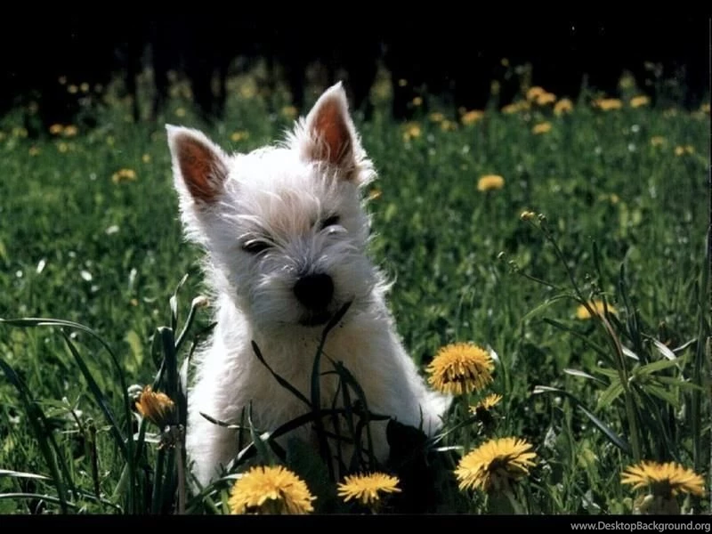 West Highland White Terrier Wallpapers HD Download