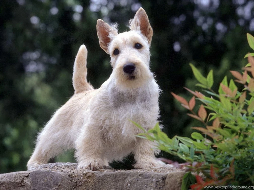 West Highland White Terrier Wallpapers And Images   Wallpapers ...