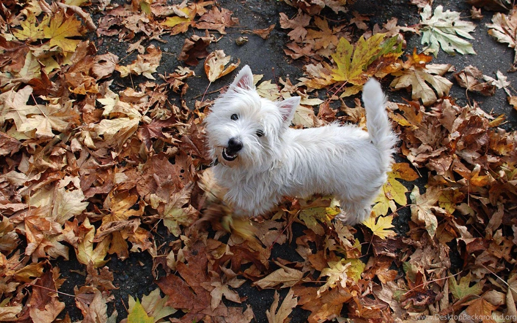 Westie In The Leaves >> HD Wallpaper, Get It Now!