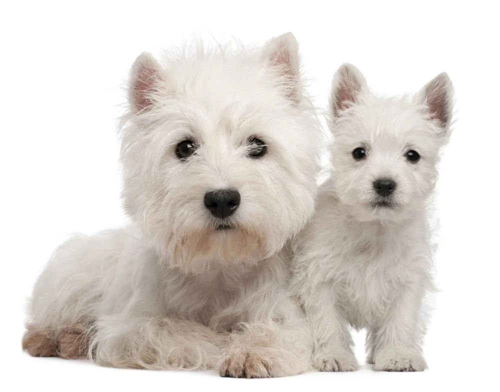 Pictures Of West Highland White Terriers 34 Backgrounds Wallpapers ...