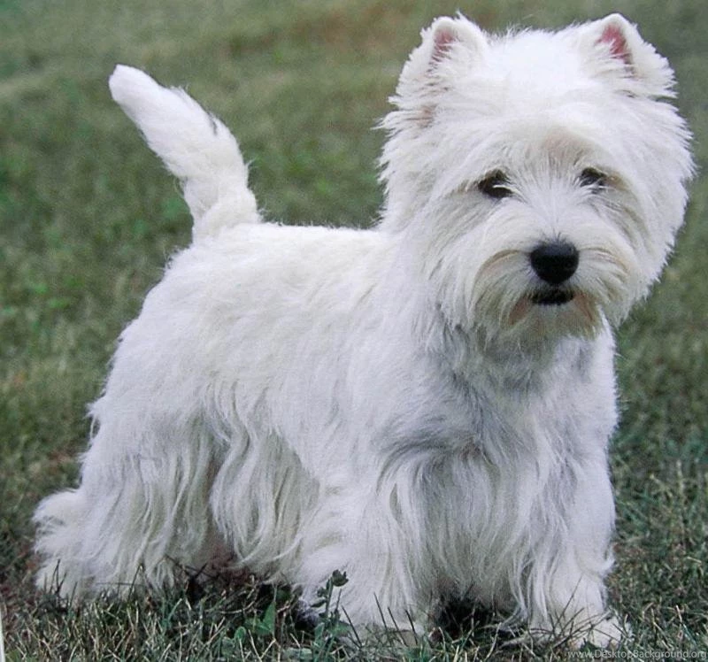 Dog breeds   W   West Highland White Terrier   Page 3