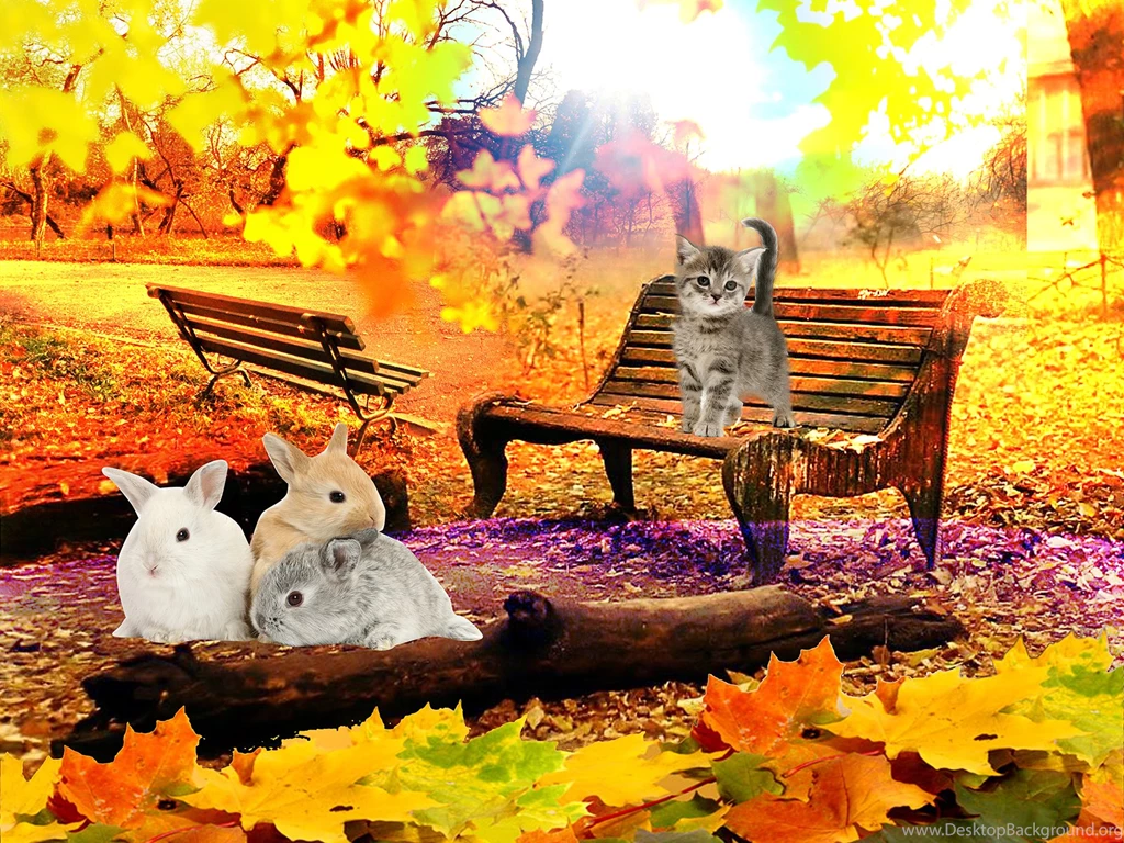 Wallpaperlite.com