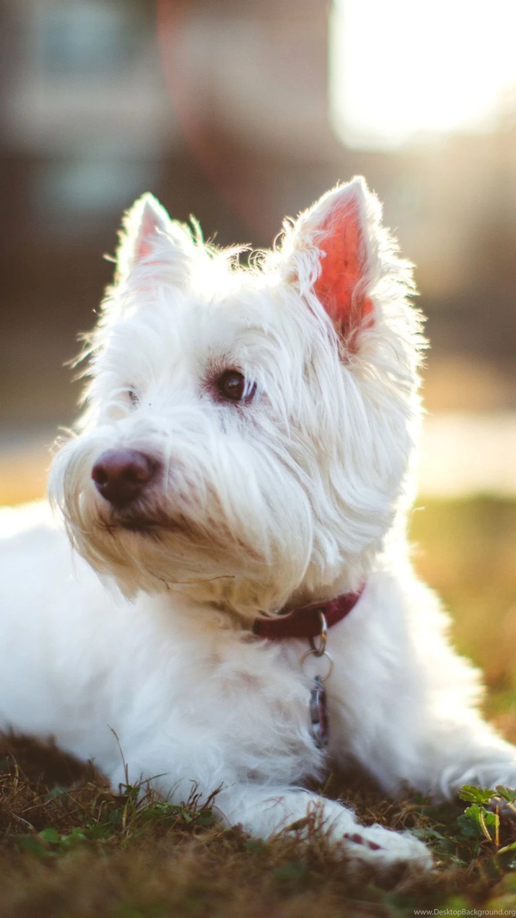 West Highland White Terrier 1080x1920.jpg