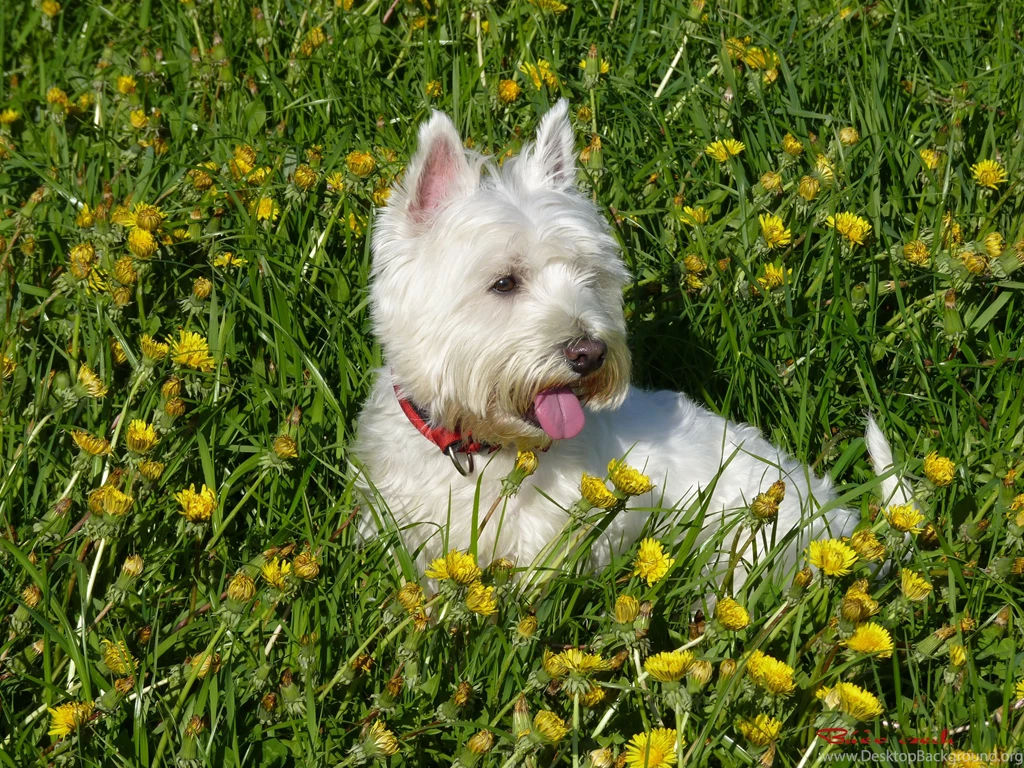 Dogs: Dog Flowers Westie White Field Canine Cute Wallpapers ...