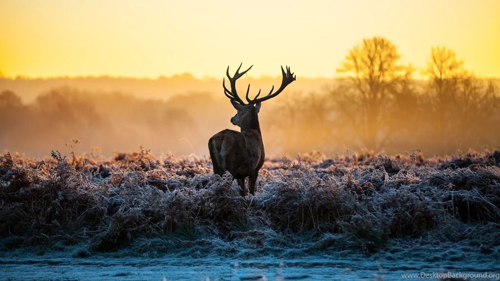 Download 1920x1080 Deer In The Wild Wallpapers