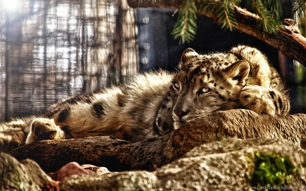 Wild Cats Wallpapers.jpg