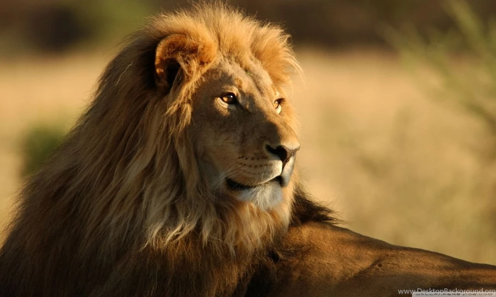 Lion In The Wild HD Desktop Wallpapers : High Definition ...