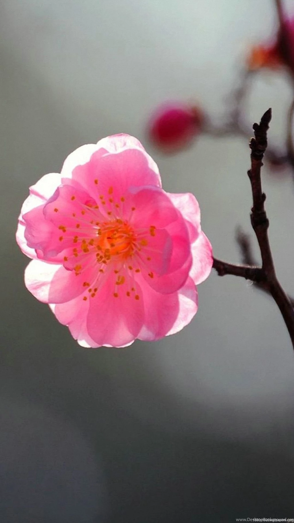 1080x1920 Pink Flowers Wallpapers HD