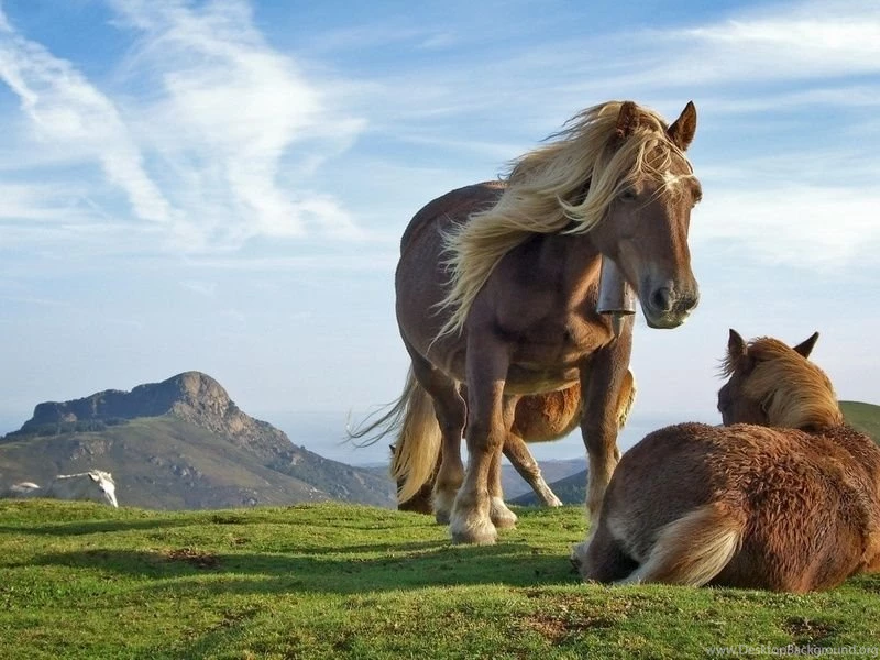 Top 15 Most Beautiful Wildlife Wallpapers