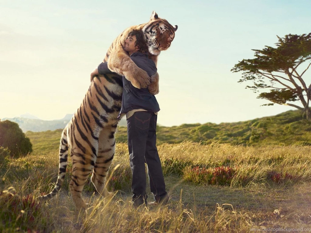 Wild Tiger Wallpapers Obtain HD Images New