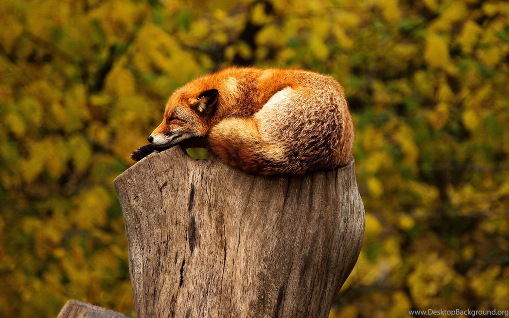 Wild Animals Hd Wallpapers Download