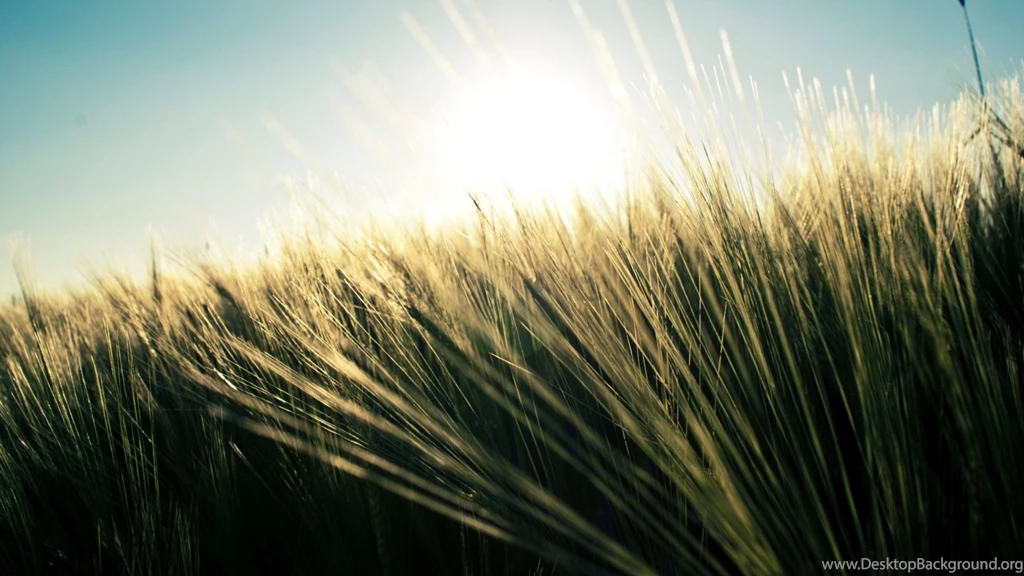 Wild Nature Wallpapers Wallpapers HD Base