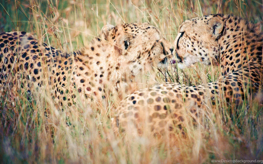 Wild Kiss Wallpapers