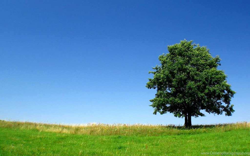 Green Land Nature Trees HD Wallpapers