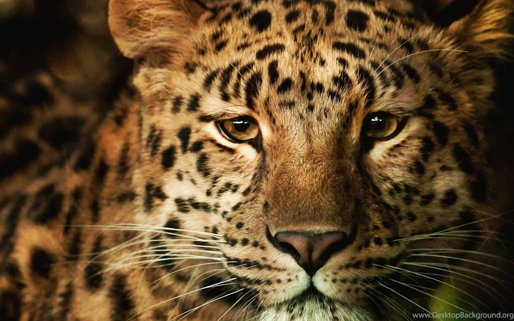 Wild cats Wallpapers 4.jpg
