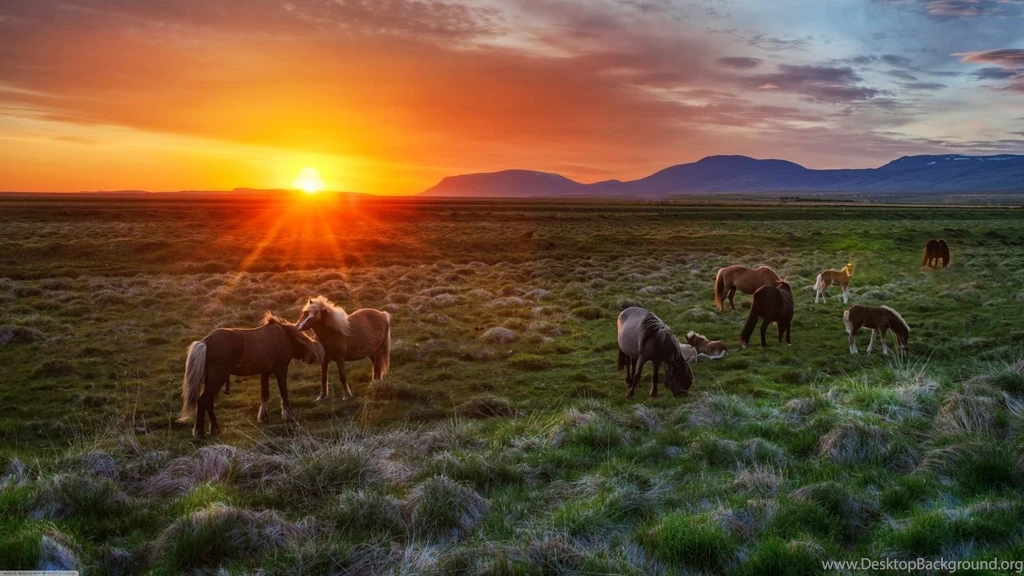 1600x900 Wild Horses Sunset Wallpapers