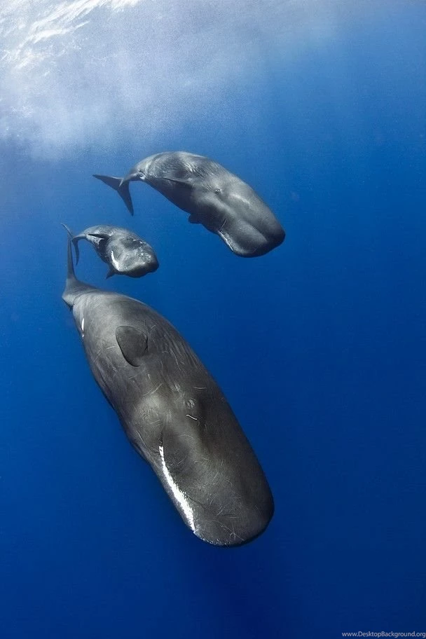 Sperm Whales Threesome During Socialization   National Geographic ...