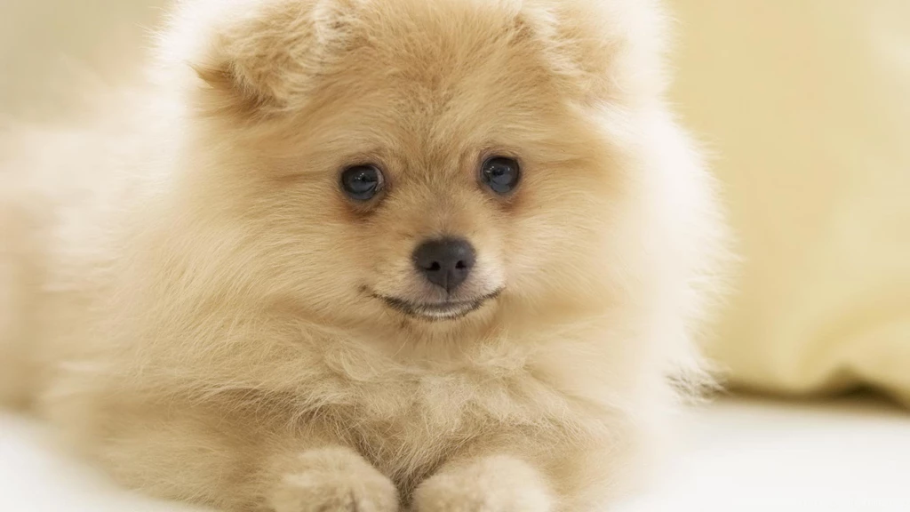Puppies