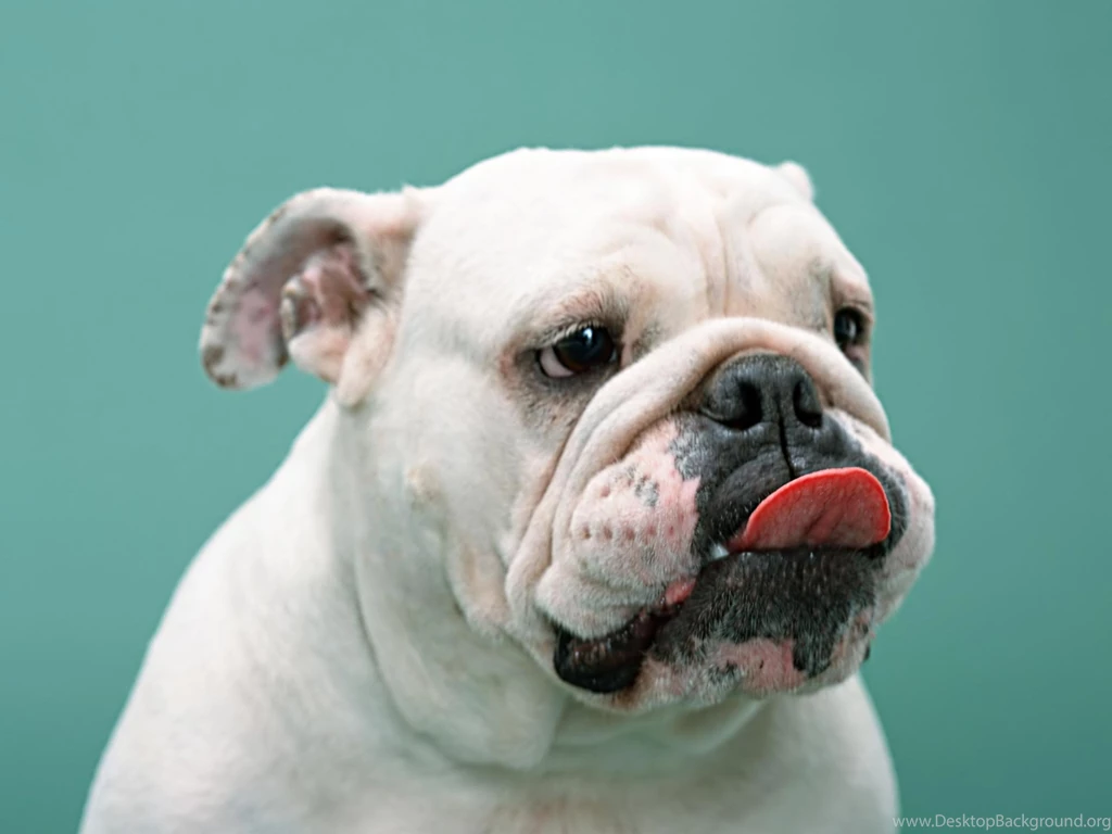 Dog Boxer Wallpapers The Dog Wallpapers Best The Dog Wallpapers