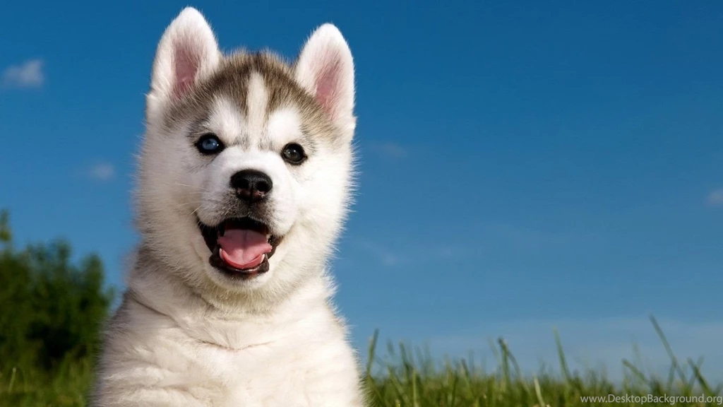 Dogs: Husky Brothers Animal Huski Puppy Pet Dog Pictures For ...