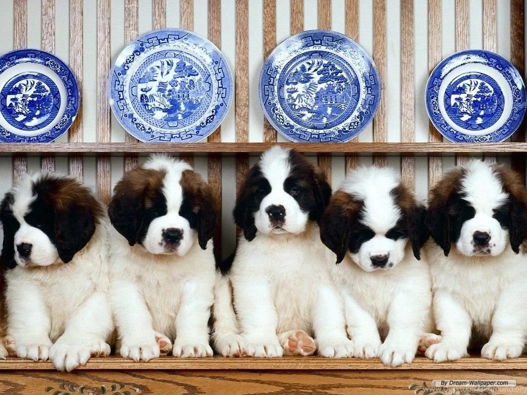 Puppy Wallpapers Dogs Wallpapers (7013422) Fanpop