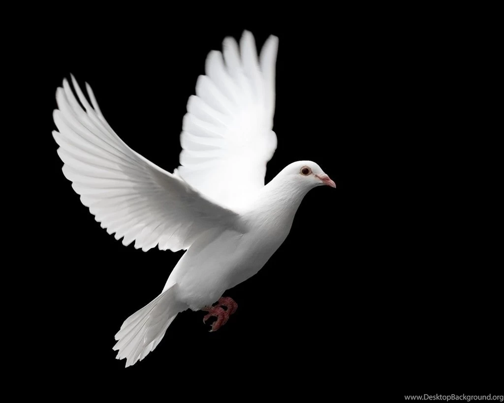 Birds: White Dove Sambol Peace Beautiful Birds Desktop 4320 High ...