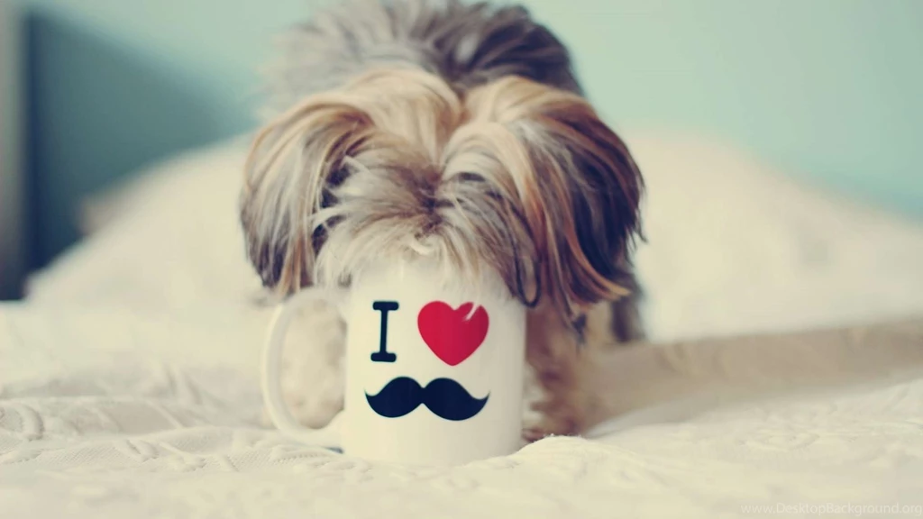 Yorkshire, Terrier, Love, Mustache, High, Resolution, Wallpapers ...