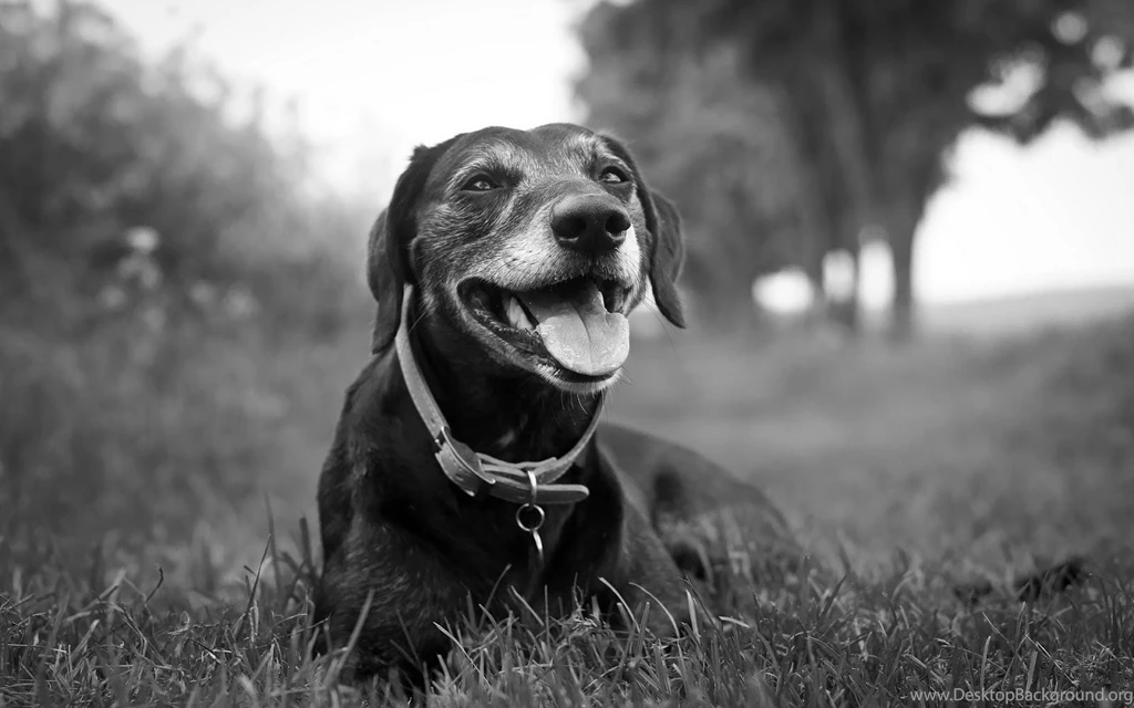 Black And White Dog Wallpapers 1600x1000 Iwallhd Wallpapers Hd ...