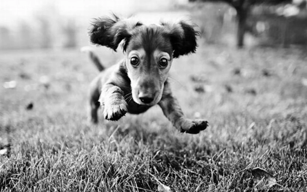 Black Puppy HD Wallpapers, Black Puppy Photos, New Wallpapers