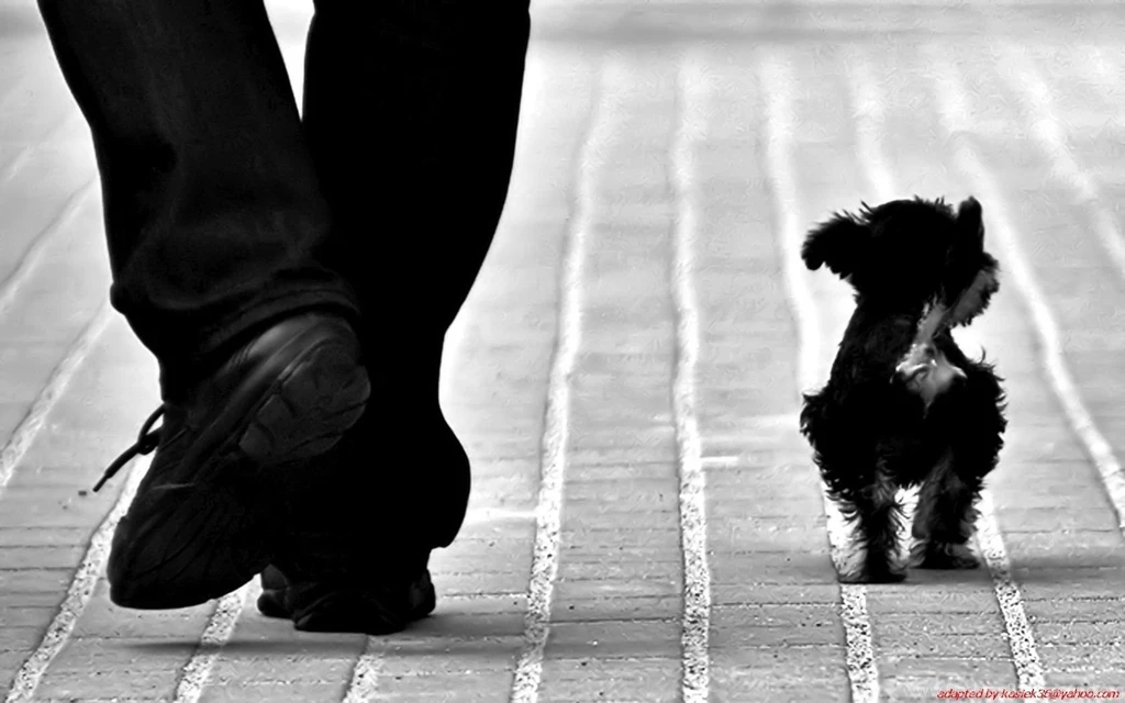 Animals Dogs Monochrome Black White Cute Wallpapers