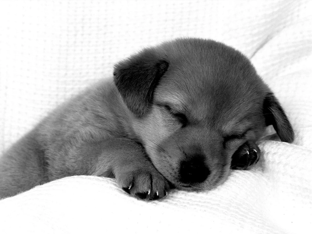 Black And White Dog (id: 86629) – BUZZERG