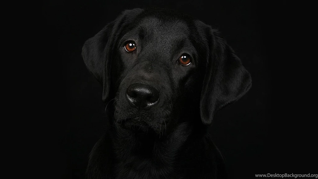 Download Free Black Dog Wallpapers The Quotes Land