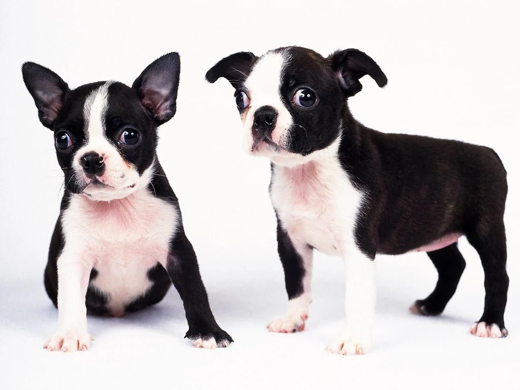 Puppies Hd Wallpapers Page 4